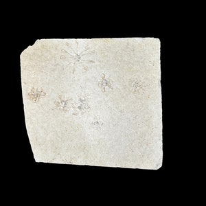 Free Floating Crinoid Fossil (Saccoumateriella) - Jurrassic Era - Solnhofen Germany