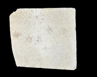 Free Floating Crinoid Fossil (Saccoumateriella) - Jurrassic Era - Solnhofen Germany