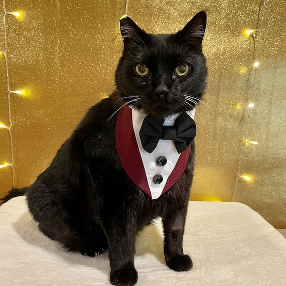 traje gato elegante