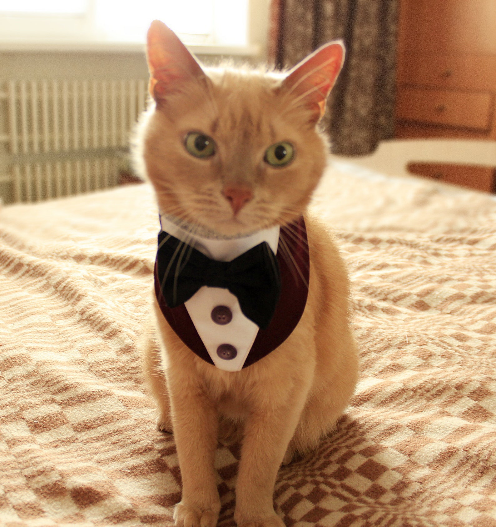 Tuxedo Cat Costume main image 1