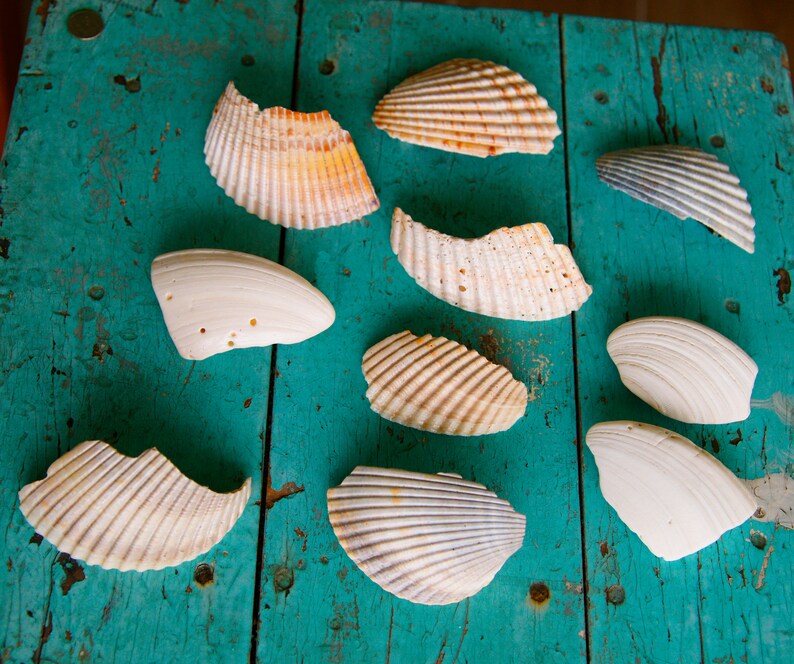 Conch Shell Hair Barrette ~ hair accessory french clip ~ beach jewelry ~ ocean style ~ mermaid ~ wedding ~ bridesmaid ~ music festival
