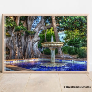 Photo Ficus macrophylla tree in Cadiz, Spain, Alameda Apodaca Garden in Genovés Park, Urban Park, Wall Art, Nature Photo