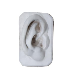 May include: A white plaster ear mold, rectangular in shape, with detailed anatomical features. The ear is sculpted in a realistic style, showcasing the intricate curves and contours of the outer ear. The mold is set against a plain white background.