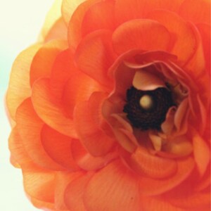 Flower Photography, Ranunculus Print, Orange, Coral, Ranunculus Flower Print, Wall Art, Flower Photo, Floral Wall Decor