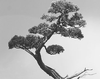 Bonsai Tree Fine Art Photograph, Print, Black and White Nature Photography