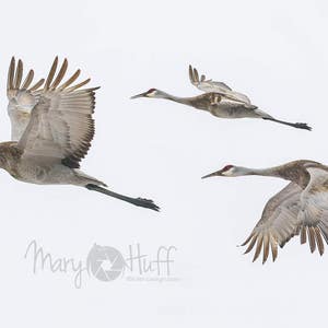 Sandhill Crane In Flight