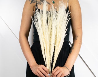 MINI 28" 1-6pc Bleached Horsetail Grass Bundle/Pampas Bundle/Home Decor/Rustic Wedding Decor/Brown Pampas/Ivory Pampas/Natural Pampas/
