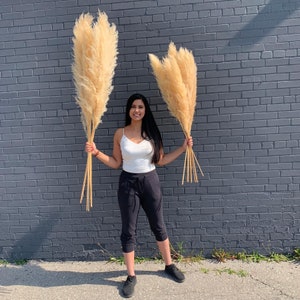 55&quot; or 45&quot; 1 Piece NATURAL Pampas Grass/Assorted Sizes/Home Decor/Rustic Wedding Decor/ Brown Pampas/ Ivory Pampas/ Natural Pampas/