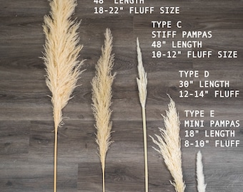 1 Piece Natural Pampas Grass/Assorted Sizes/Home Decor/Rustic Wedding Decor/ Brown Pampas/ Ivory Pampas/ Natural Pampas/