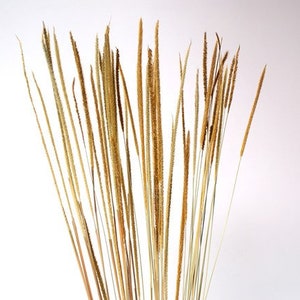 28&quot; Natural Timothy Grass/Blue pampas Grass/Assorted Sizes/Home Decor/Wedding Decor/Dusty Blue Wedding/Mini Pampas/Wedding Decor