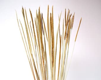 28 ""Lieblingsgras/blaue Pampasgras/verschiedene Größen/Wohnkultur/Hochzeitsdeko/Dusty Blue Hochzeit/Mini Pampas/Hochzeitsdeko"