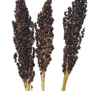 27&quot; Black Sorghum/Natural Decor/Exotic Decor/Holiday Decor/Rustic Decor Idea/Rustic Bowl Filler/Rustic Table Decor/Fall Decor/Spring Decor