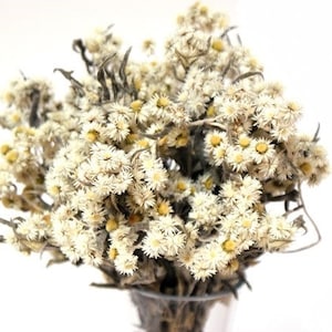 8" White Edelweiss Anaphalis/Dried/Fall/Thanksgiving/Table Setting/Home Decor/Faux Decor/Decoration/Fall Season/Indoor Decor/Bleached