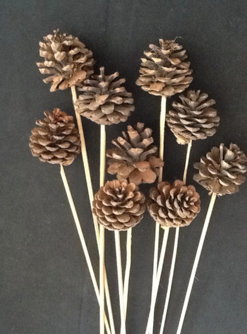Natural Pine Cones On Sticks 8pc/Cones/Pine Cones On Etsy