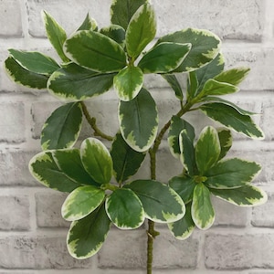 May include: Artificial plant stem with green leaves edged in white. The leaves are oval-shaped and arranged along a brown stem. The plant is set against a white brick wall.