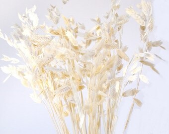 May include: A bunch of dried oat grass, also known as bunny tails, in a creamy white color. The stems are long and slender, and the oat heads are fluffy and soft.