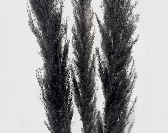 black 45" Natural Pampas Grass/Pampas Bundle/Home Decor/Rustic Wedding Decor /Brown Pampas/Fluffy/Boho Chic
