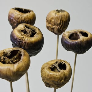 6PC Natural Talami Stems/Branches/Rustic Decor/Home Decoration/Home Decor/Wedding Centrepieces/Home Decor/Vase Filler