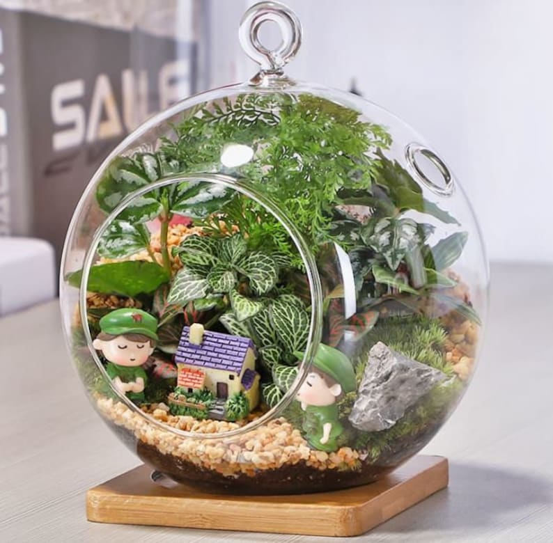 Bubble Round Terrariumgeometric Glass Terrarium Modern Etsy