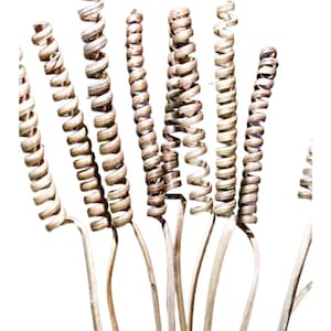 30&quot; Natural Cane Spring/Curly Twigs/Branches/Centerpiece decor/Decoration Branches/Gold Branches/Glitter Branches/Silver Branches