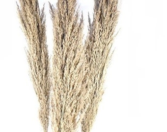 NEW 45" NATURAL ARUNDO Grass/Pampas/Vibrant Pampas/Fluffy/Boho Blue/Royal Blue/ Bundle/Home Decor/Rustic Wedding/Brown Pampas/Giant Reed