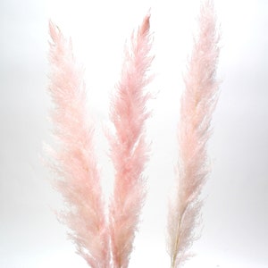 55&quot; Pink Pampas Grass/Pampas/Vibrant Pampas/Fluffy/Boho BlueHome Decor/Rustic Wedding/Brown Pampas