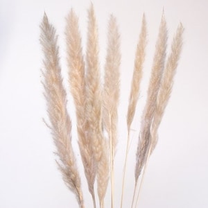 30" Tan Pampas/Blush Pampas Grass/Assorted Sizes/Home Decor/Rustic Wedding Decor/Blush Wedding/Blush Pampas/Light Pink Pampas