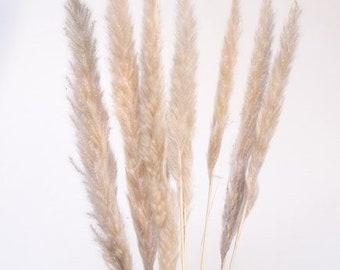 May include: A bunch of dried pampas grass with natural beige and light brown plumes. The stems are long and slender, and the plumes are fluffy and feathery.