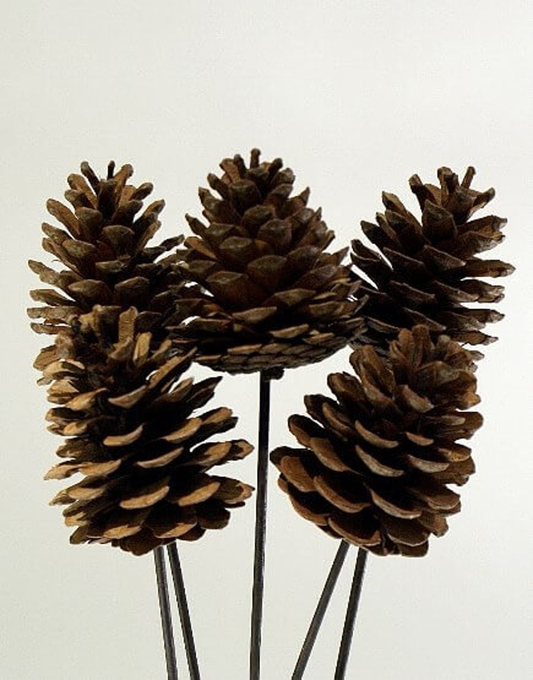 9 inch Natural Pinecone Stem