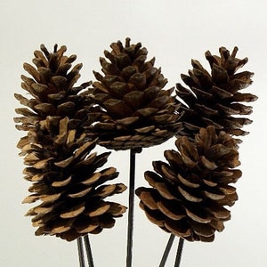 May include: Five brown pine cones on black stems, arranged in a bouquet. The pine cones have a textured, layered appearance, with varying shades of brown. The stems are thin and dark, contrasting with the lighter background.