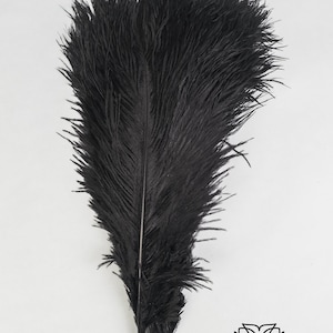 10 Pcs x 8-26 Black Ostrich Feather Plume for Centerpieces and Craft / Old Hollywood/Great Gatsby / Centerpiece Arrangements image 2