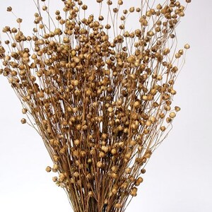 May include: A bunch of dried flax stalks with small brown seed pods. The stalks are thin and brown, and the seed pods are clustered together.