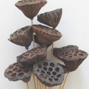 Lotus Pods Natural Branches/Curly Twigs/Branches/Centerpiece decor/ Decoration Branches/Gold Branches/Glitter Branches/Silver Branches