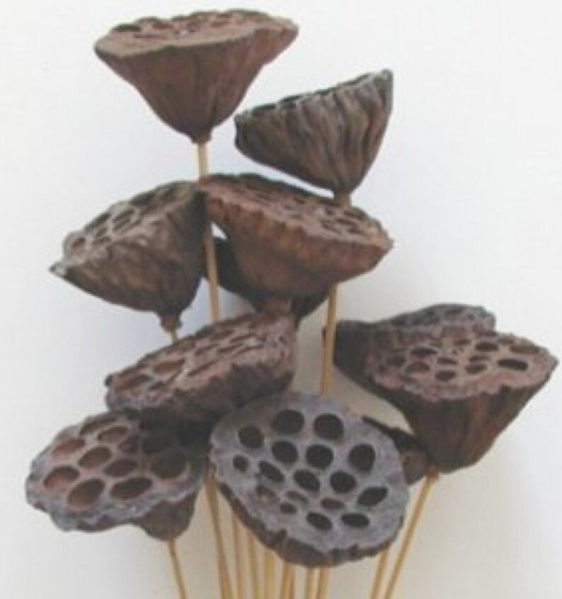 Peut inclure: Un bouquet de gousses de lotus s&eacute;ch&eacute;es avec des surfaces brunes et textur&eacute;es. Les gousses sont dispos&eacute;es en grappe et attach&eacute;es &agrave; des tiges fines en bois.