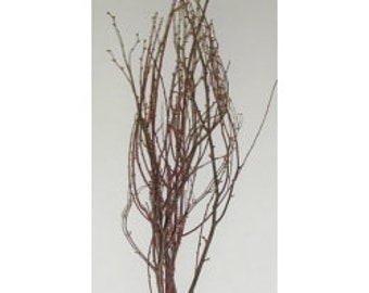 2-3 pi Branches de bouleau/Brondes frisées/Branches/Décoration pour centre de table/Branches décoratives/Branches dorées/Branches scintillantes/Branches argentées