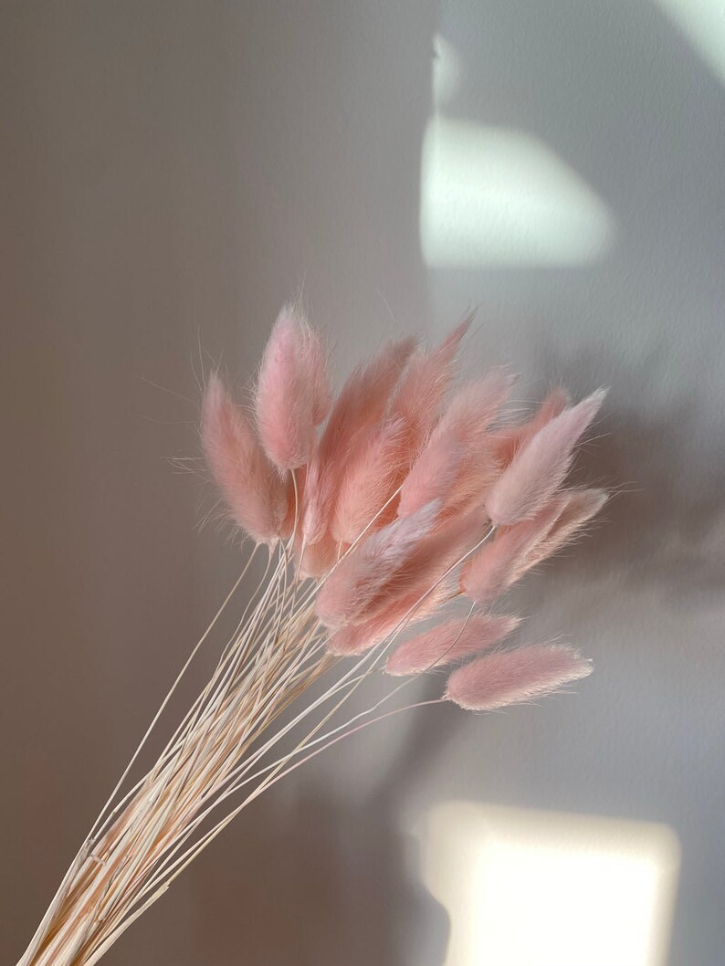 May include: A bunch of dried pink pampas grass with natural beige stems.
