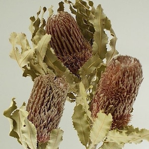 3PC Natural Banksia Menzei/Curly Twigs/Branches/Centerpiece decor/Decoration Branches/Gold Branches/Glitter Branches/Silver Branches