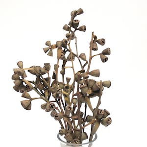 8&quot;-10&quot; Natural Conical Gum Stems/Curly Twigs/Branches/Centerpiece decor/Decoration Branches/Gold Branches/Glitter Branches/Silver Branches