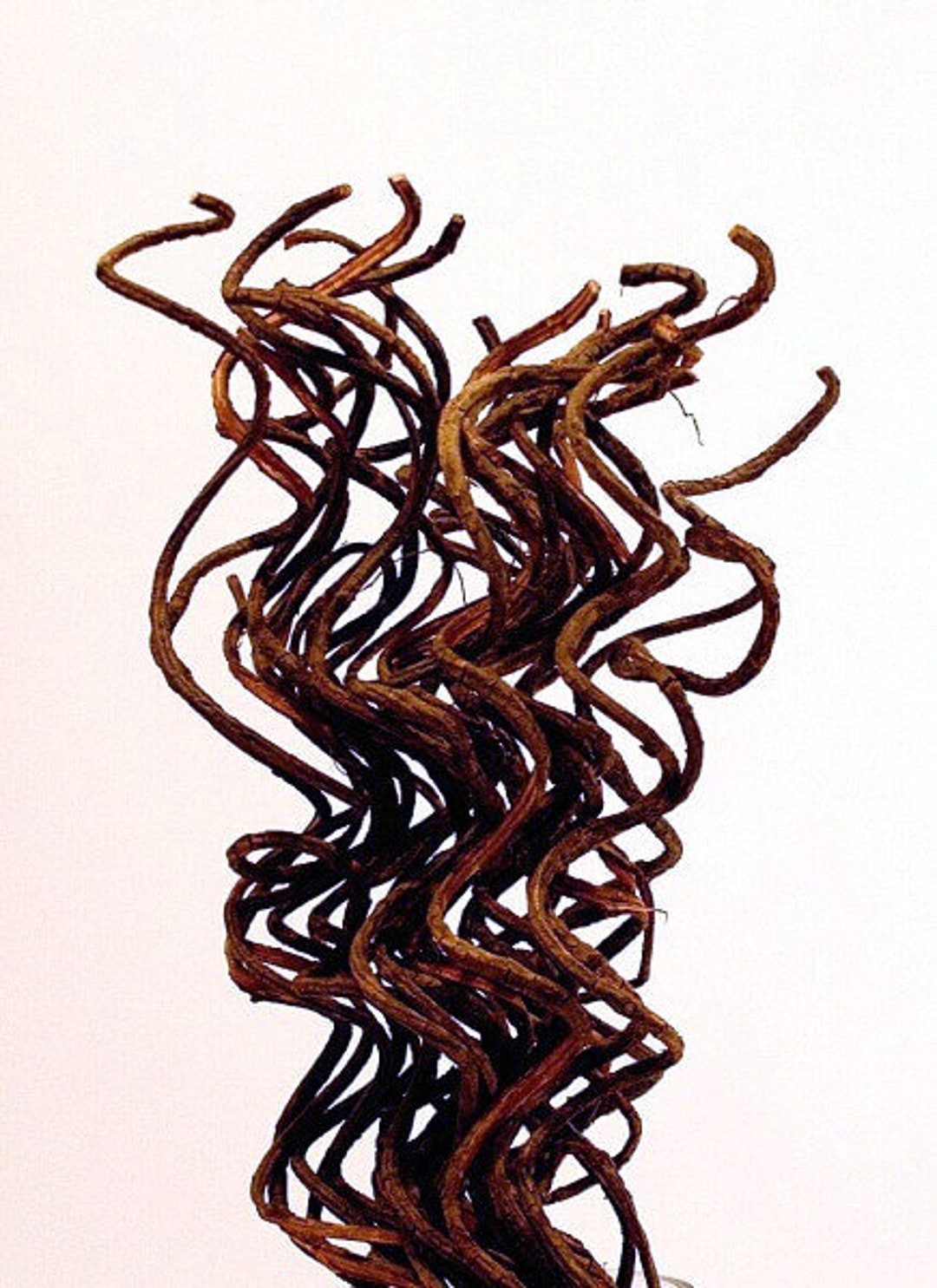 20 Natural Curly Vine/curly Twigs/branches/centerpiece Etsy
