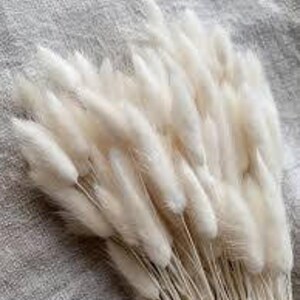 May include: A bunch of dried white bunny tail grass, also known as Lagurus ovatus, with long, fluffy stems. The grass is a popular choice for floral arrangements and home decor.