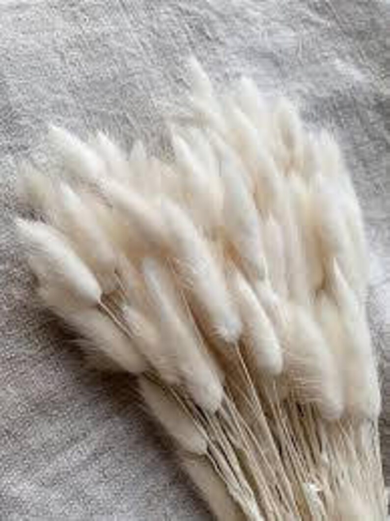 May include: A bunch of dried white bunny tail grass, also known as Lagurus ovatus, with long, fluffy stems. The grass is a popular choice for floral arrangements and home decor.