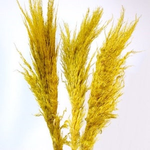 30" Yellow Feather Pampas Grass/Pampas/Vibrant Pampas/Fluffy/Boho BlueHome Decor/Rustic Wedding/Brown Pampas