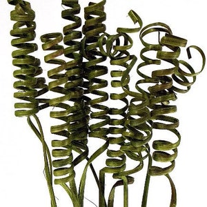 30&quot; Moss Green Cane Spring/Curly Twigs/Branches/Centerpiece decor/Decoration Branches/Gold Branches/Glitter Branches/Silver Branches
