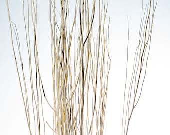 May include: A bunch of dried, light brown twigs with a natural, rustic look. The twigs are arranged in a vase or other container, and they are all different lengths and thicknesses.