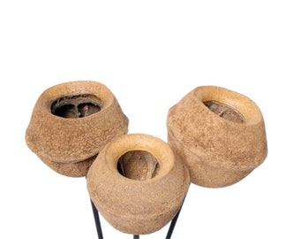 Sapucaia Pods Stems/Cones/Dried Items On Sticks/Rustic Decor Idea/Rustic Bowl Filler/Home Decor/Rustic Table Decor/Vase Filler