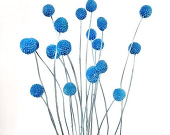 20PC Light Blue Billy Buttons/Dried Flower/Billy Balls/Globosa Seeds/Floral decor/Vase Decor/Minimalistic Decor