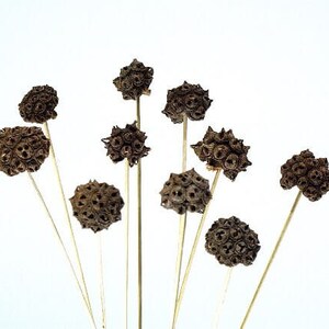 Peut inclure: Un bouquet de tiges de fleurs séchées avec des gousses de graines brunes et piquantes.