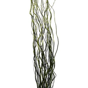 Moss Green Curly Willow Branch/Curly Twigs/Branches/Centerpiece decor/ Winter/Decoration Branches/Branches/Natural Willow/ Willow Branches