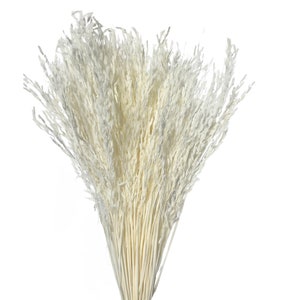 Rice Grass/Assorted Sizes/Home Decor/Rustic Wedding Decor/ Brown Pampas/ Ivory Pampas/ Natural Pampas/