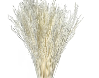 May include: A bunch of dried white pampas grass with long, feathery plumes. The stems are bundled together at the base.